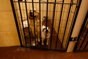 Pet Resort Room